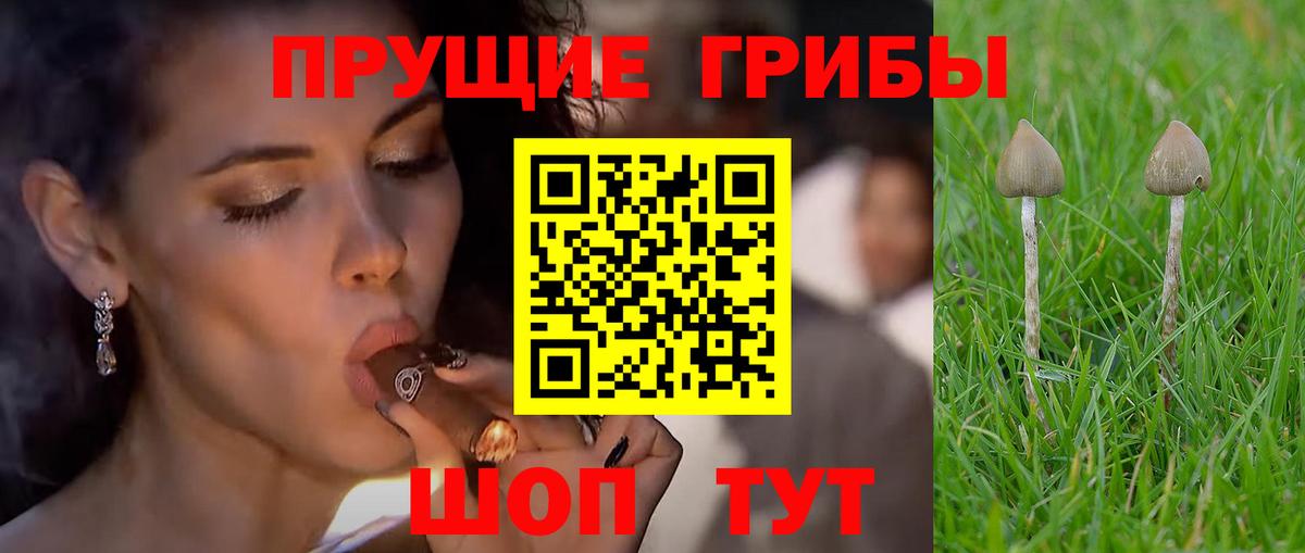 Верхняя Пышма  Псилоцибиновые грибы Psilocybine cubensis  Вход с VPN 